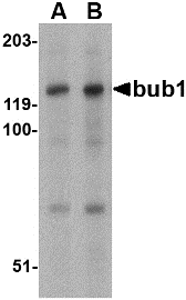 Antibody product image